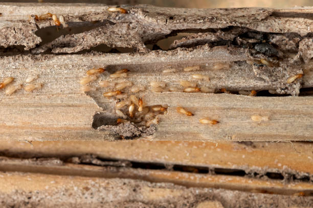 Best Flea Control Services  in Prosperity, SC